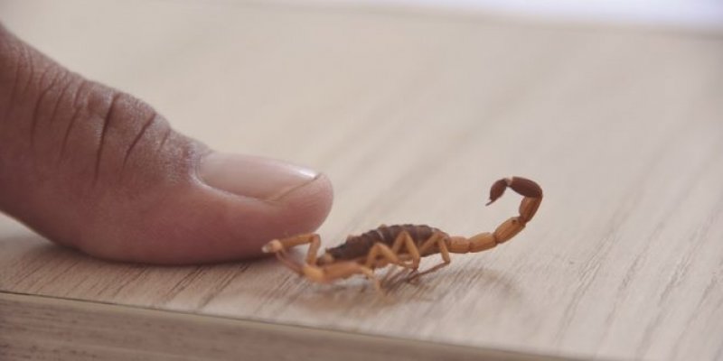 Detalhes Notícia