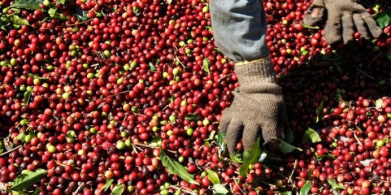 Países produtores de café importaram 2,35 milhões de sacas dos Cafés do Brasil em 2023