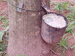Avanhandava: Cercada pelos canaviais, cidade amplia área de seringueira