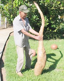 Munícipe colhe “super mandioca”