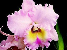 Exposição de orquídeas acontecerá em julho