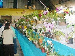 ATRAÇÃO: Organizadores esperam mais de 200 orquidófilos em exposição