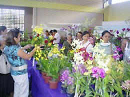 ORQUÍDEAS: Exposição reúne 1,2 mil plantas