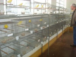 EXPOSIÇÃO DE CANÁRIOS