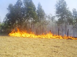 FOGO: Penápolis é a segunda do Estado a registrar focos de queimadas