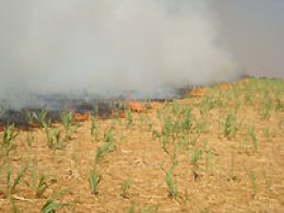 INCÊNDIO: Fogo destrói canavial e quase invade residências