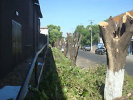 Arborização Urbana: Secretaria alerta para punições por poda e extinção sem critério