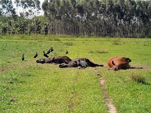 Três bovinos morrem eletrocutados em propriedade rural