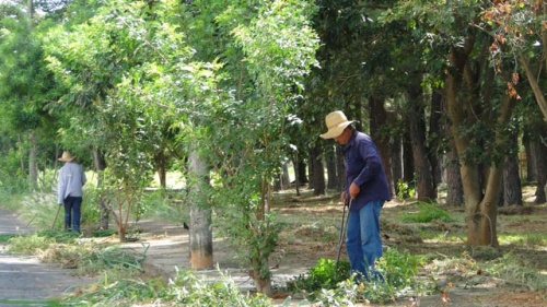 Agricultura executa serviços de limpeza em praças e cemitério