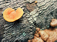 Mostra Natureza em Detalhes chega a Avanhandava