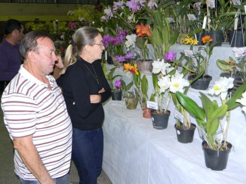 Penapolenses prestigiam exposição de Orquídeas