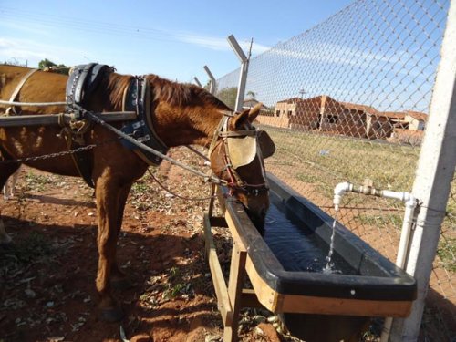Daep implanta bebedouros para cavalos nos Ecopontos