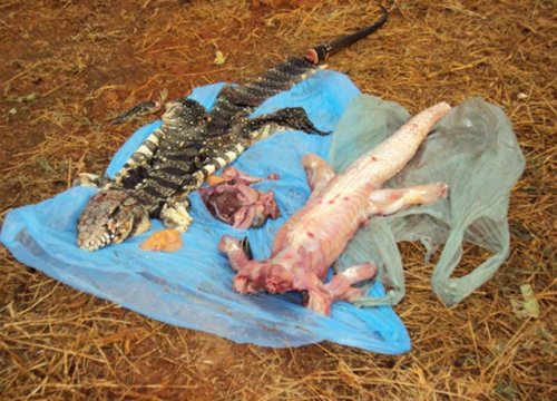 Policia Ambiental detém homem que matou lagarto