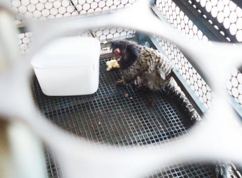 Macaco é encontrado dentro de residência em Penápolis