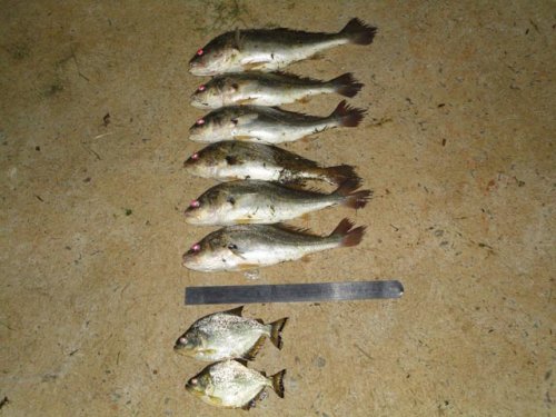 Dois são autuados por pesca irregular no Lajeado