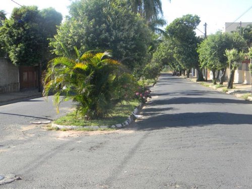 CIDADE JARDIM: Motoristas reclamam de árvores em avenida
