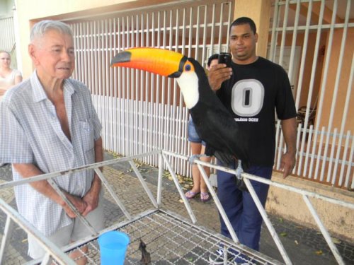 Tucano atraiu a atenção de moradores no centro da cidade