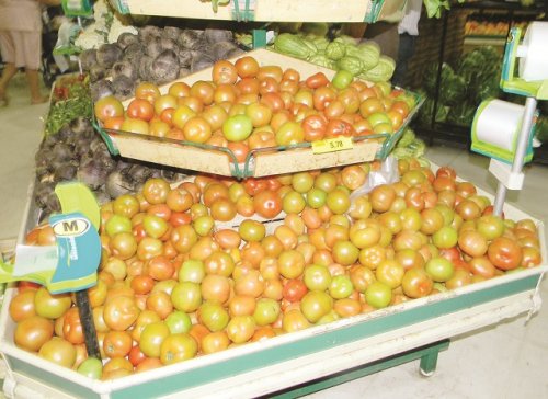 Por causa do clima, preço do tomate dispara na região de Rio Preto
