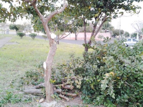Corte de goiabeira de praça pública revolta moradores