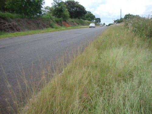 Vereador Professor Luiz defende limpeza do acostamento da Estrada Francisco Salla