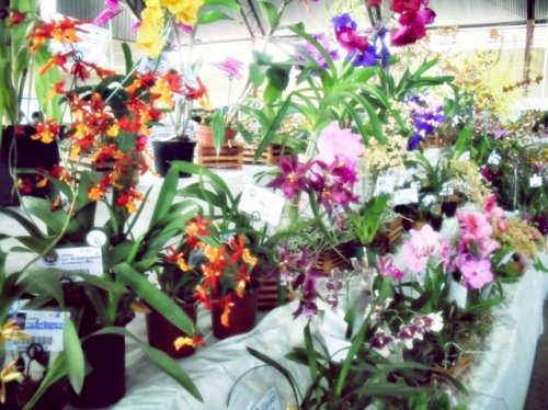 Exposição de Orquídeas começa hoje no Nagibão