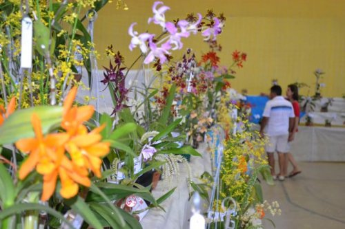 Exposição de orquídeas é realizada com sucesso