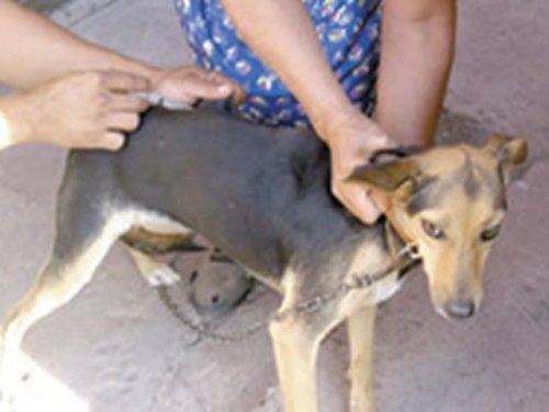 Terceira etapa da vacinação de animais atenderá mais bairros