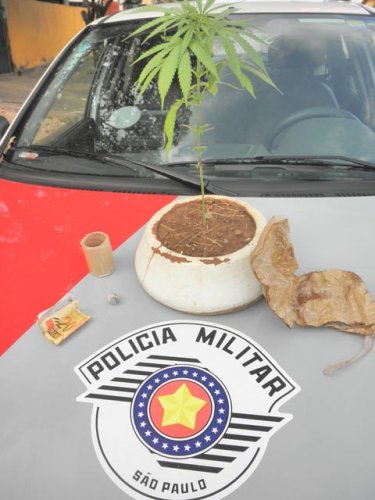 Polícia encontra pé de maconha dentro de churrasqueira