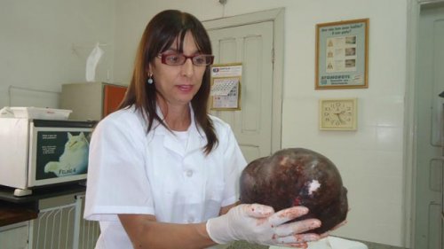 Cirurgia retira tumor mamário de 3 quilos de cadela