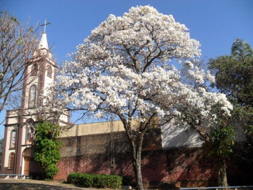 Ipês começam a florescer e colorem a paisagem