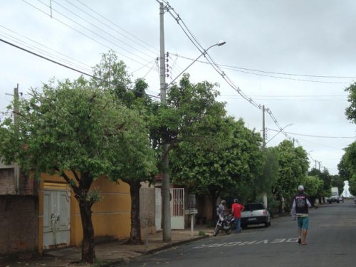 Câmara aprova projeto que disciplina arborização em Penápolis