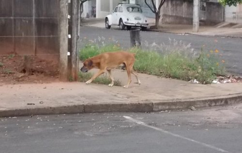 Cães abandonados geram preocupação de moradores