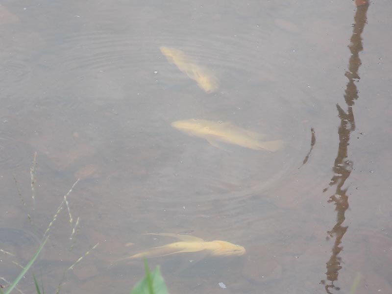 Mortandade de peixes no lago Santa Leonor