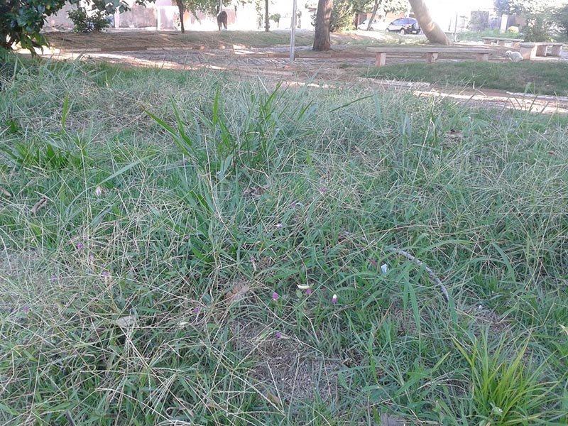 Tiquinho cobra rigor contra descuidos com terrenos