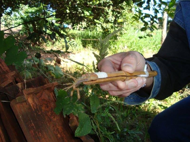 Escorpião: Vigilância Epidemiológica alerta sobre os perigos