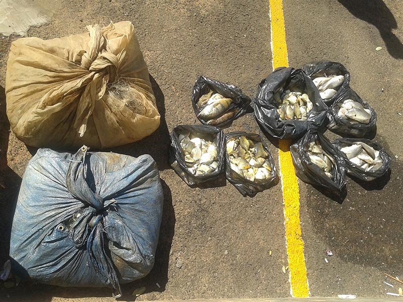 PM Ambiental: Pesca ilegal é flagrada no Lajeado em Penápolis