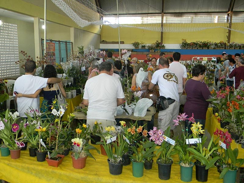 Exposição de orquídeas começa na próxima semana