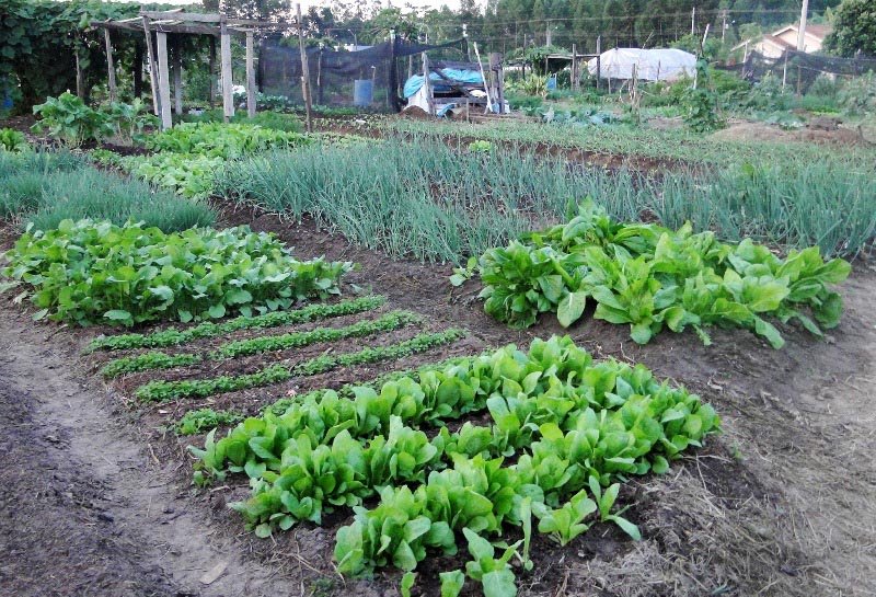 Horta Comunitária da Cidade Jardim será inaugurada hoje