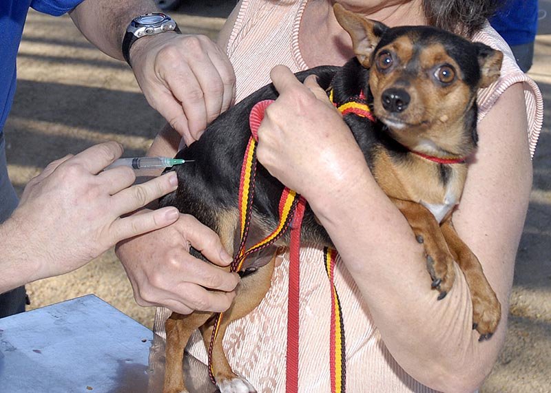 Campanha de Vacinação contra Raiva Animal começa neste sábado
