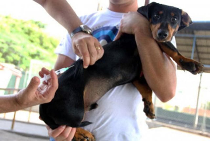 Cães e gatos devem ser vacinados hoje