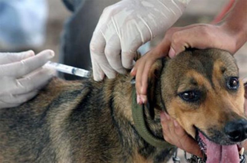 Campanha de Vacinação de cães e gatos continua neste sábado