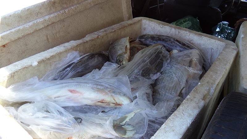 Peixes são apreendidos com dupla em Clementina