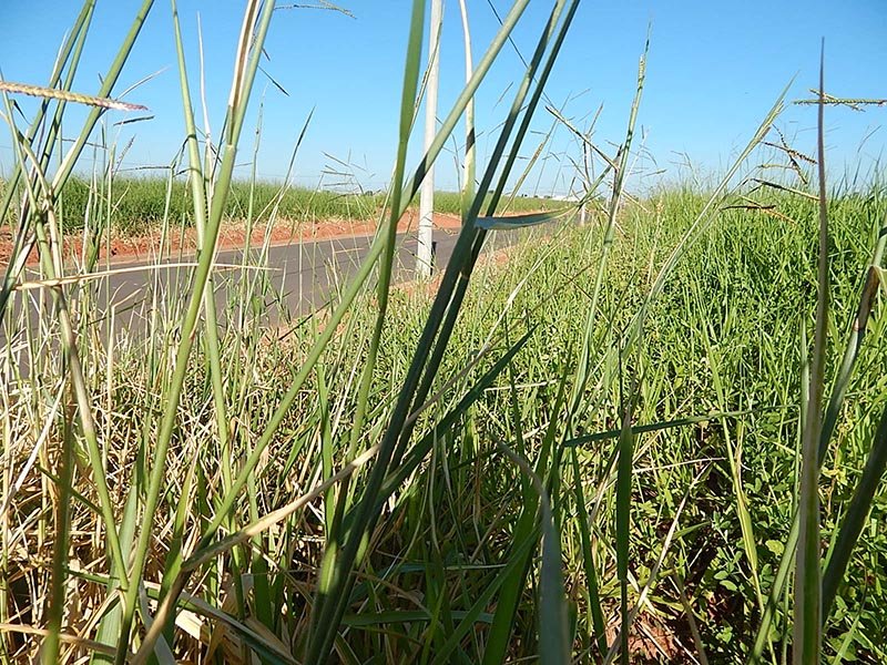 Terrenos: Câmara encaminha novo pedido de rigor contra descuidos