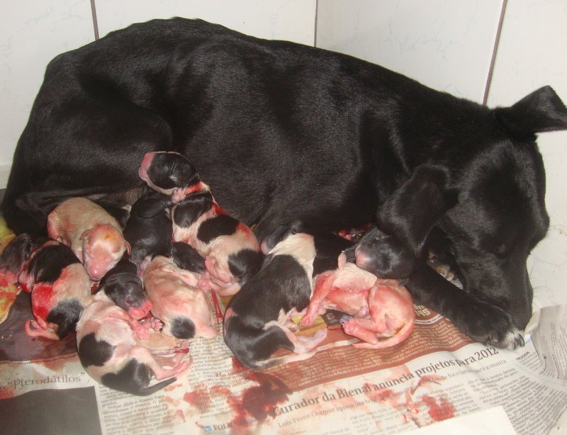 Reiterado pedido para castração de cães e gatos na cidade