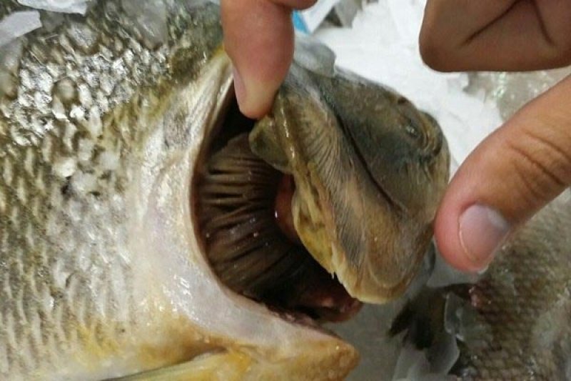 Vigilância orienta população para compra de pescado