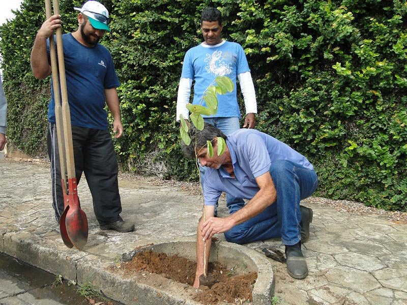 Especial Agricultura: Penápolis mais bonita com plantio de mudas em calçadas