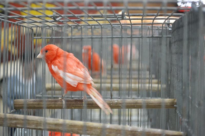 Exposição de canários e aves exóticas é opção de lazer