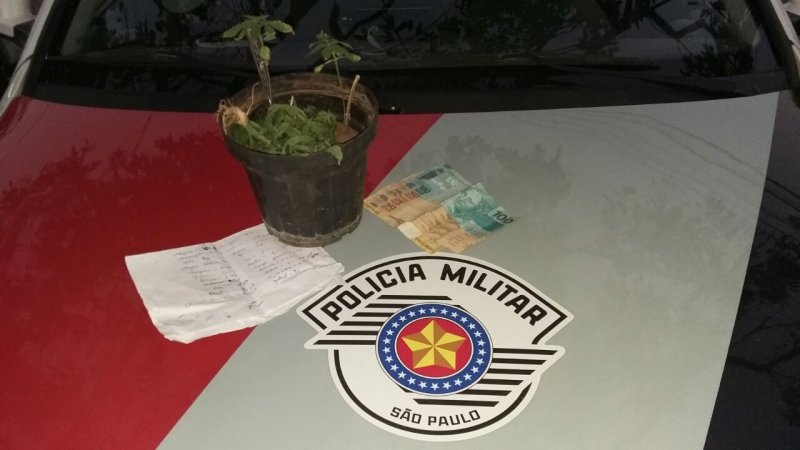 Policiais da ROCAM encontram pés de maconha em residência