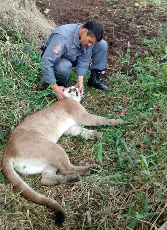 Polícia Ambiental encontra onça presa em armadilha