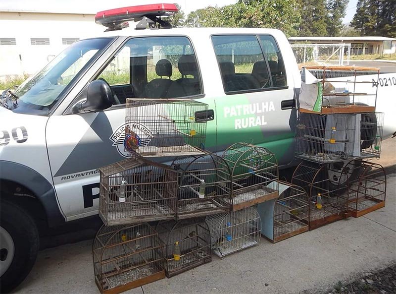 PM Ambiental resgata 15 pássaros silvestres em cativeiro